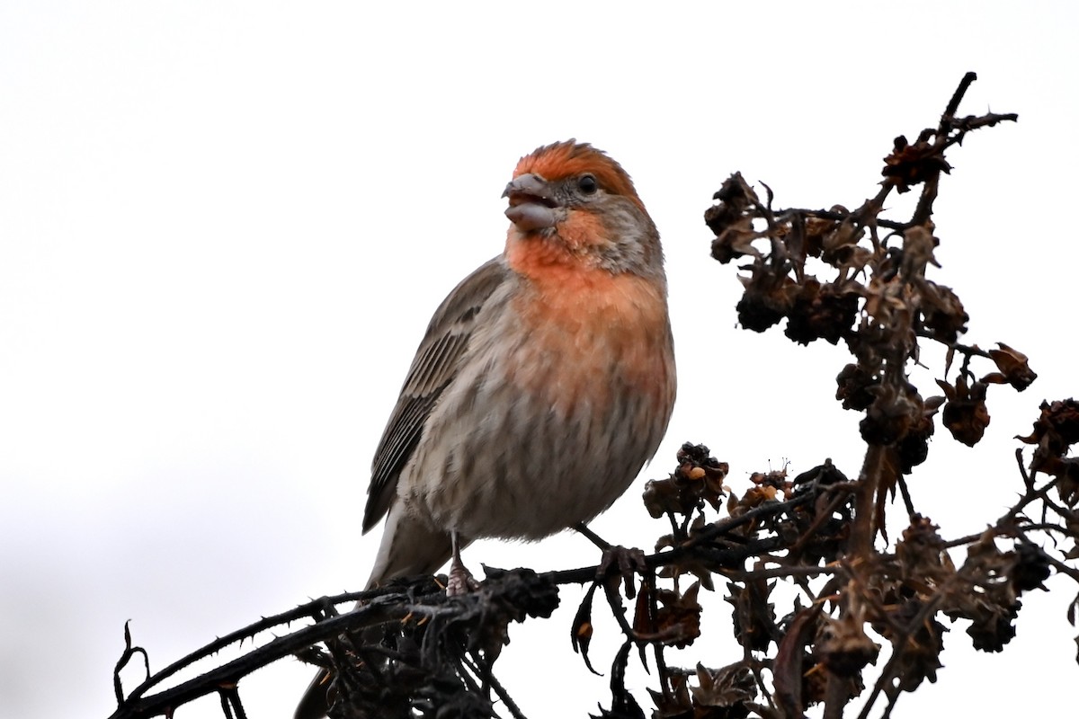 House Finch - ML615462085