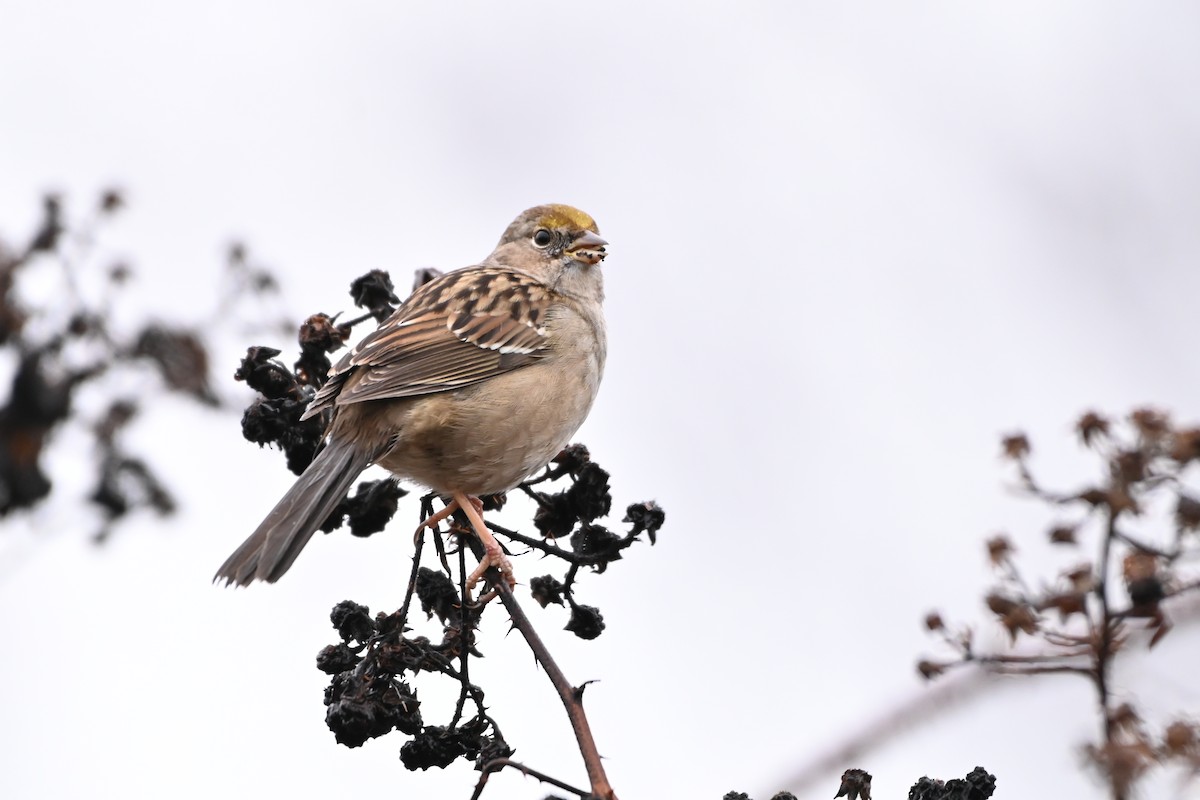 Golden-crowned Sparrow - ML615462097