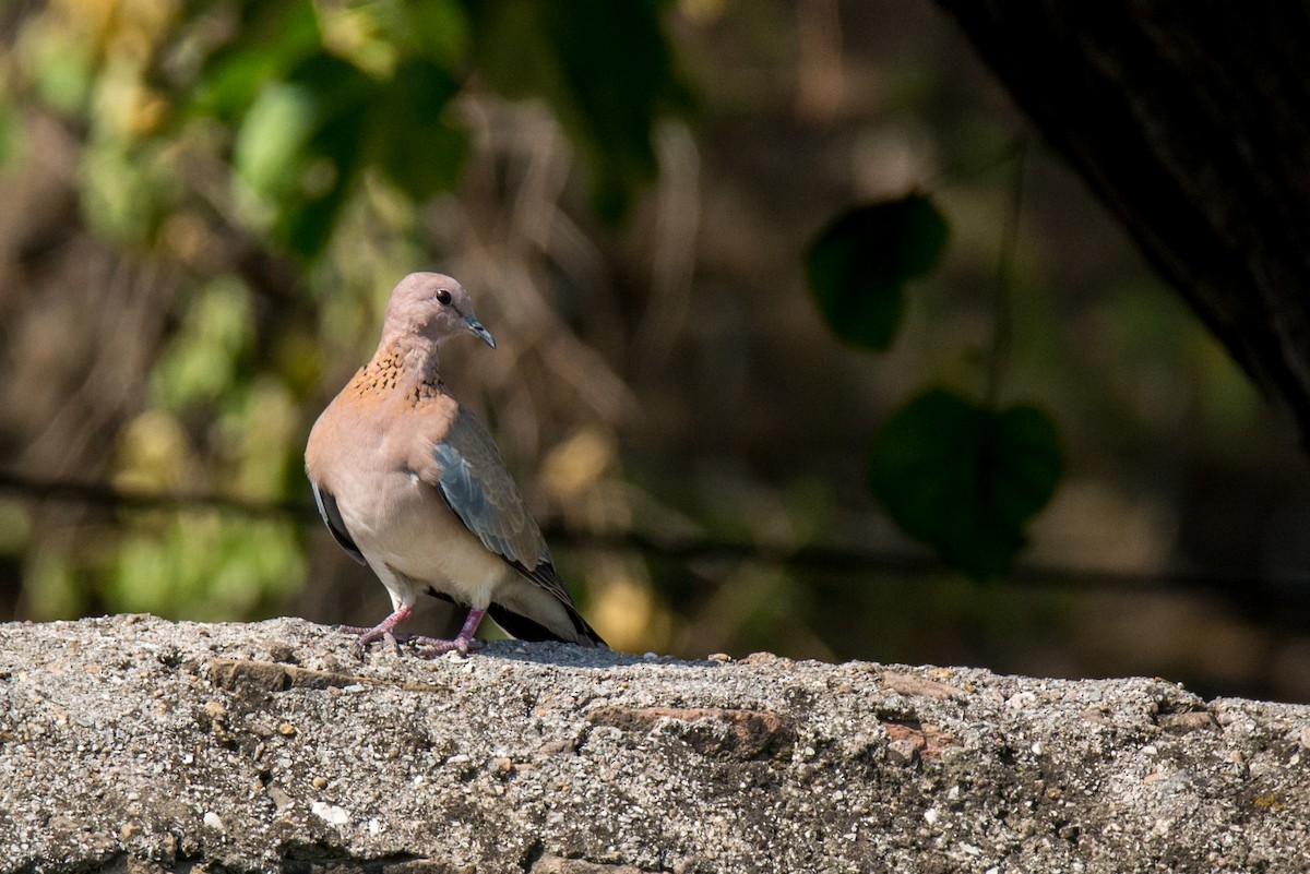 Laughing Dove - Abbas Rizvi