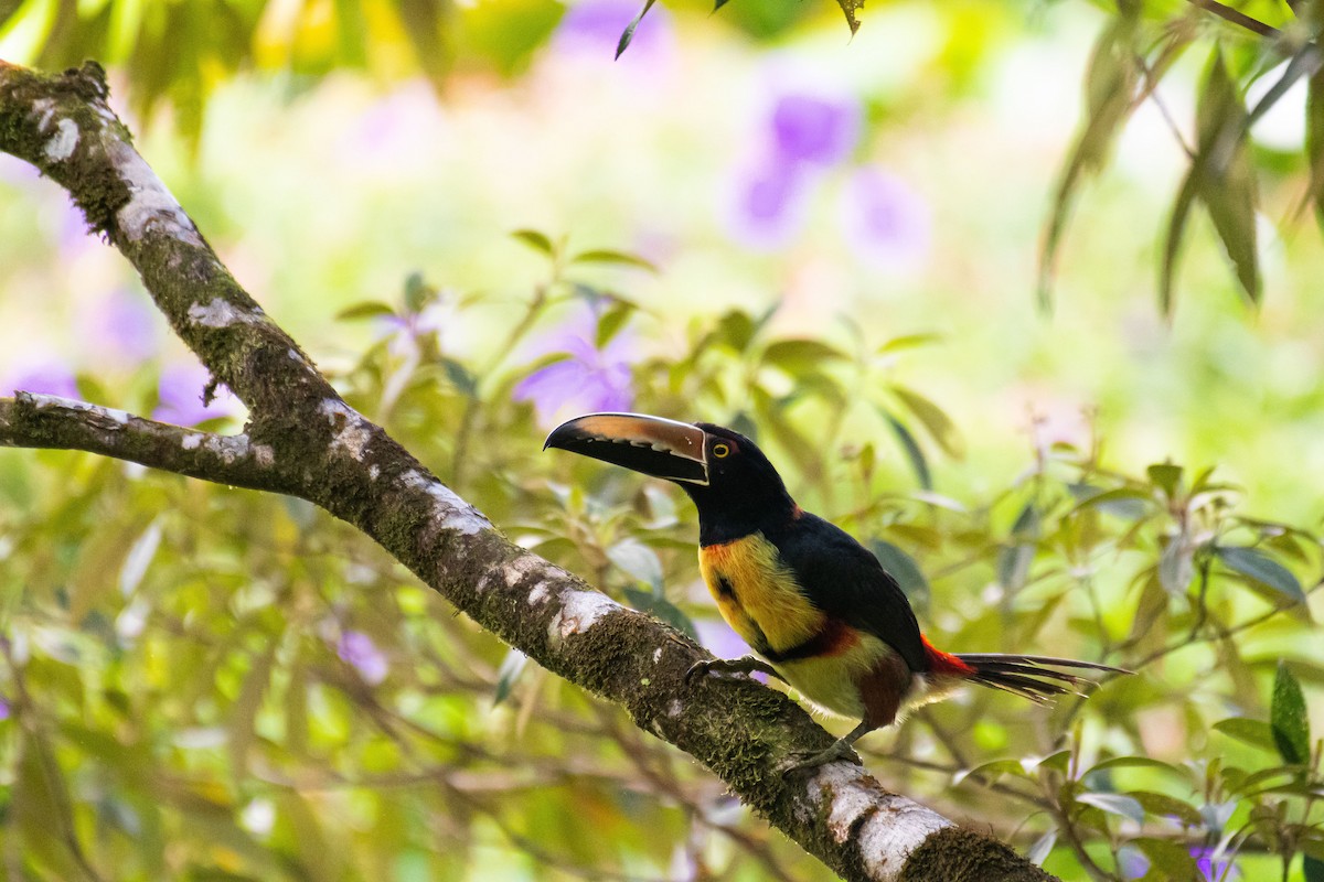 Collared Aracari - ML615462216