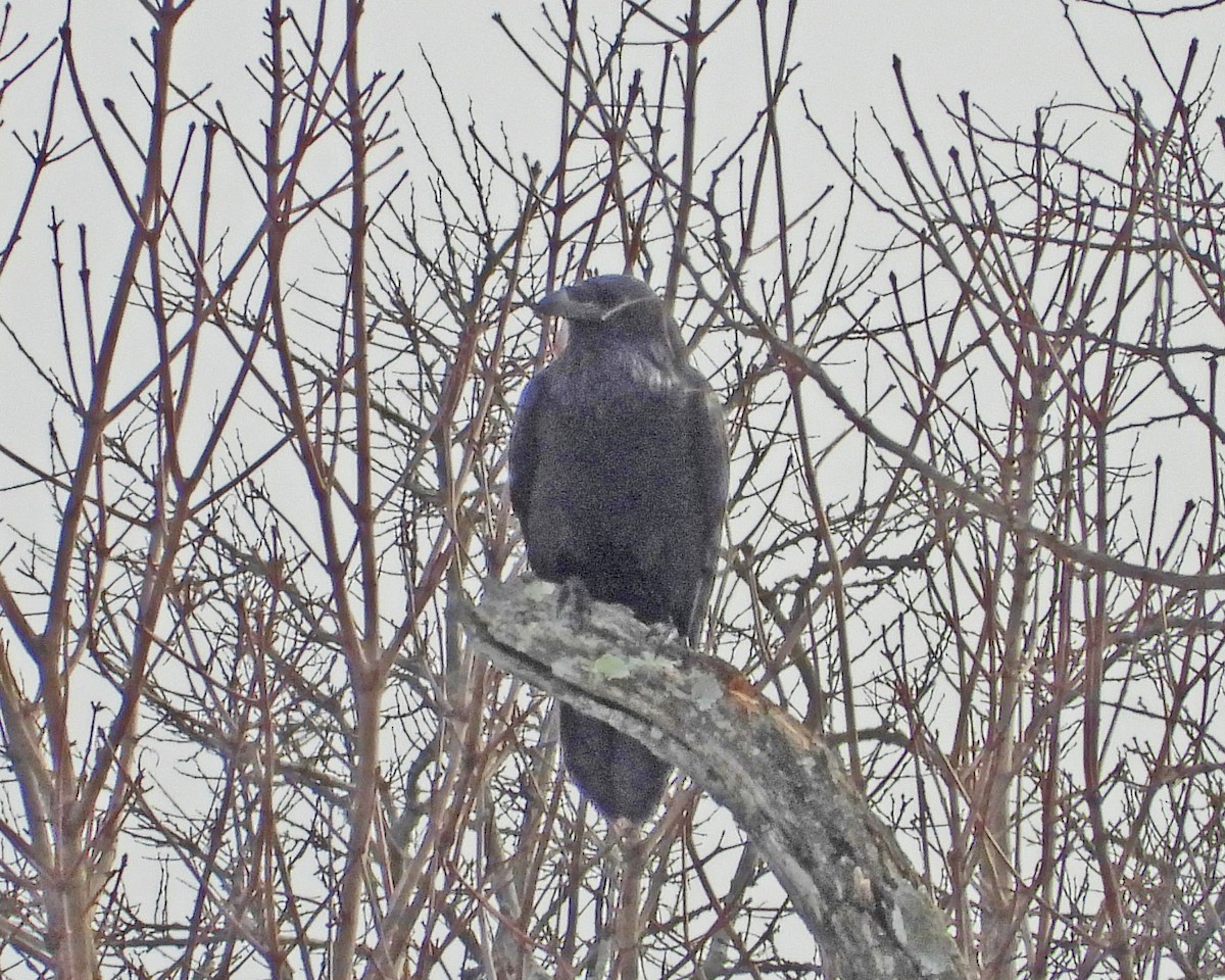 Common Raven - Aubrey Merrill