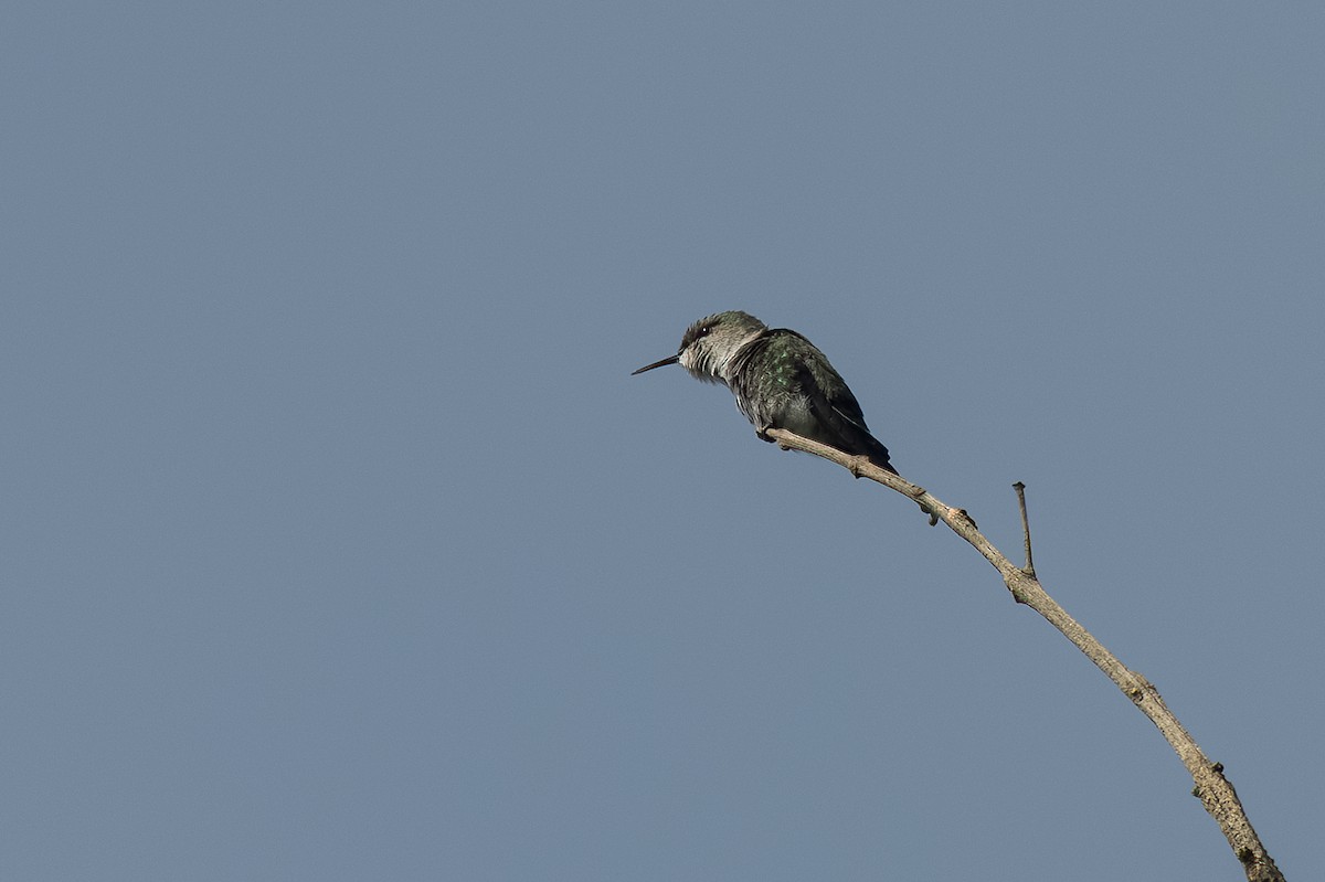 Colibrí Zumbadorcito - ML615462313