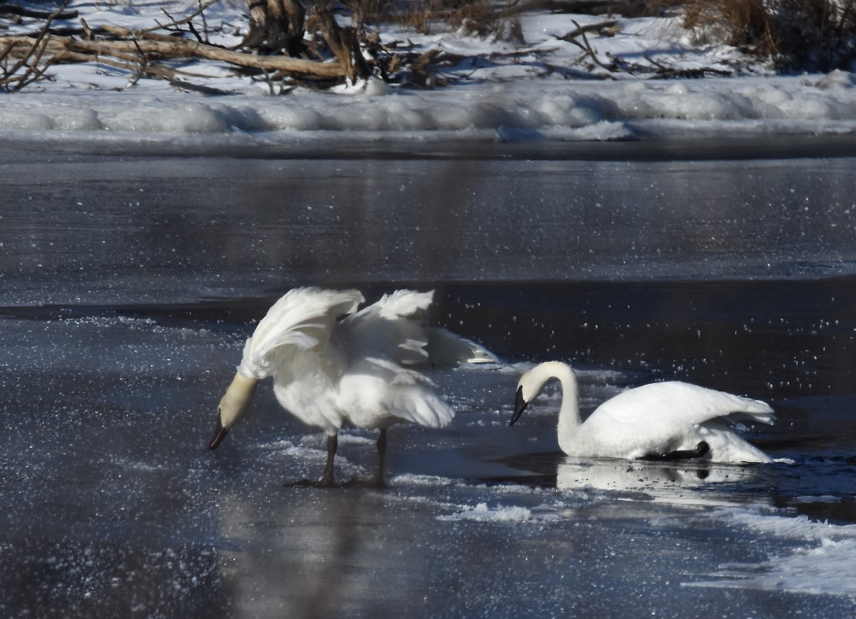 Trumpeter Swan - ML615462317