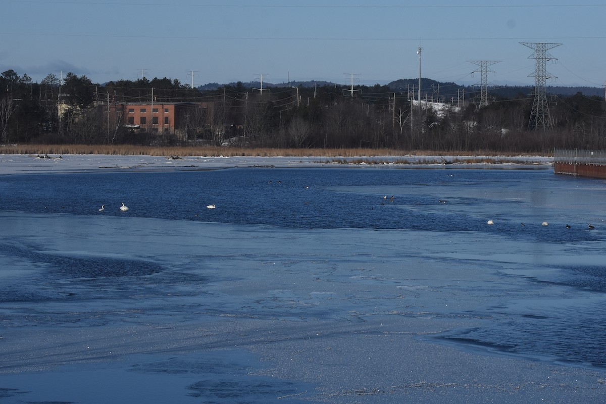 Trumpeter Swan - ML615462346