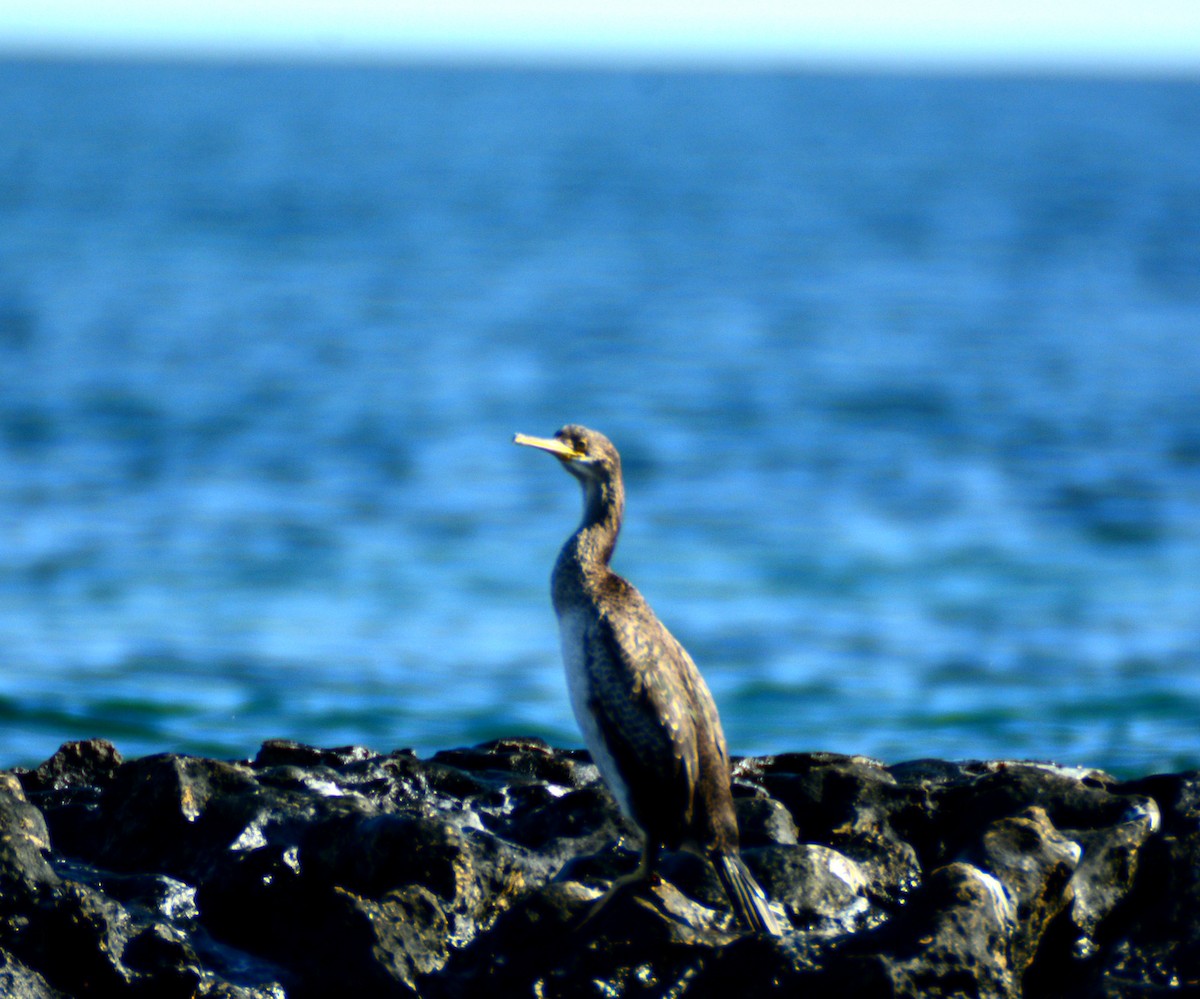 European Shag (Mediterranean) - ML615462356