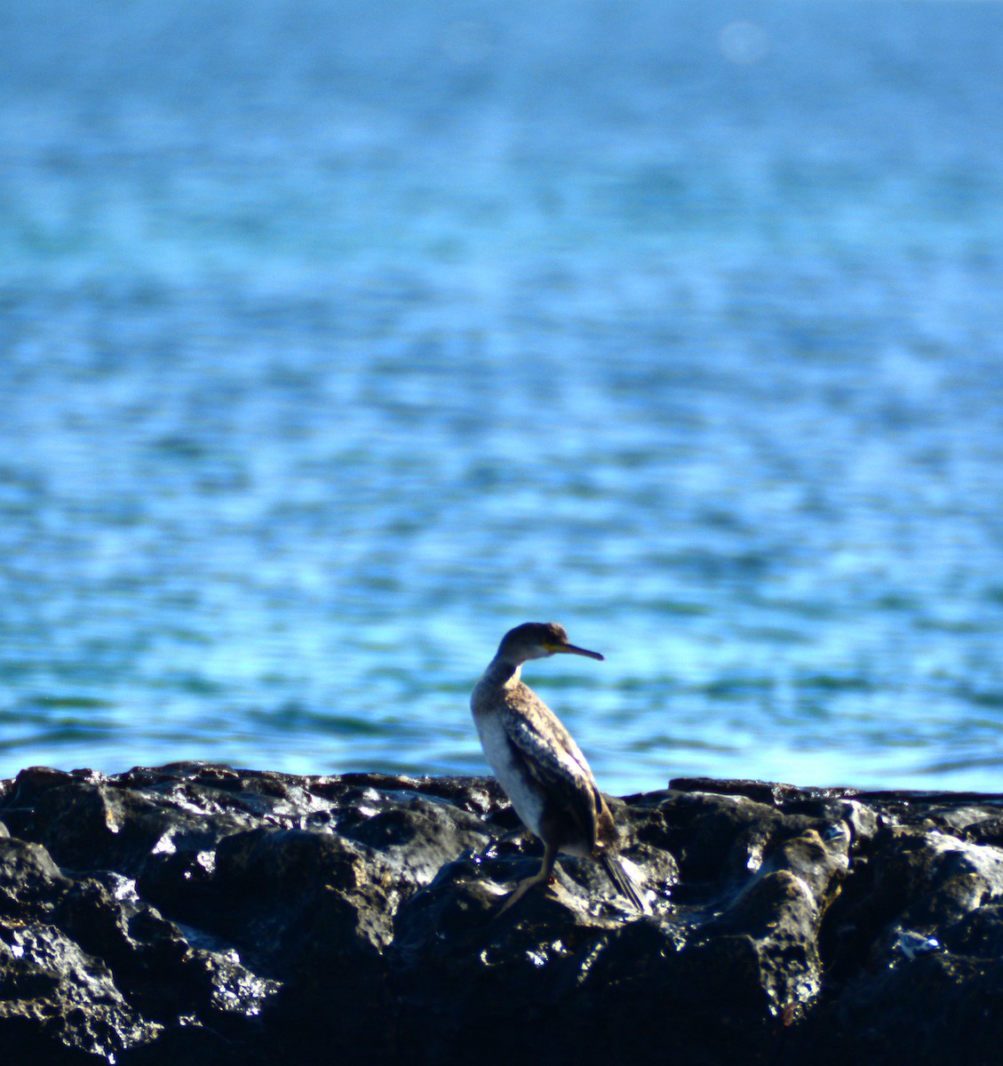 European Shag (Mediterranean) - ML615462357