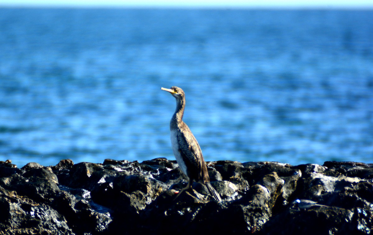 European Shag (Mediterranean) - ML615462359