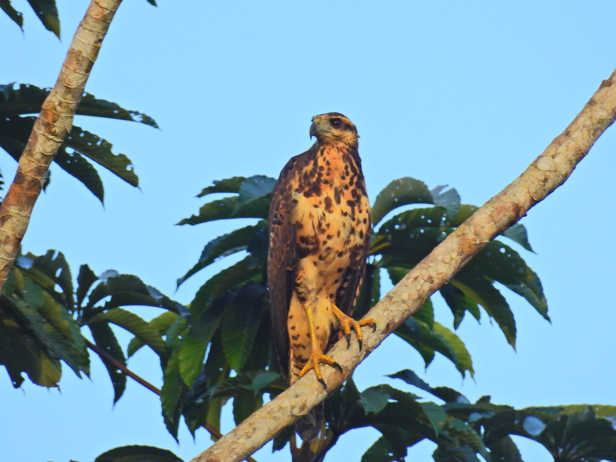 Great Black Hawk - ML615462389