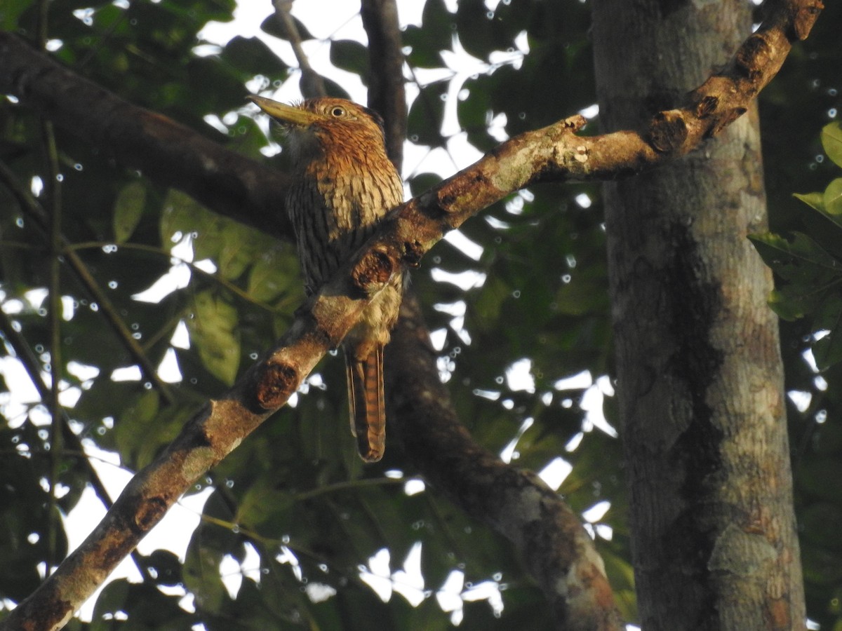 Western Striolated-Puffbird - ML615462393