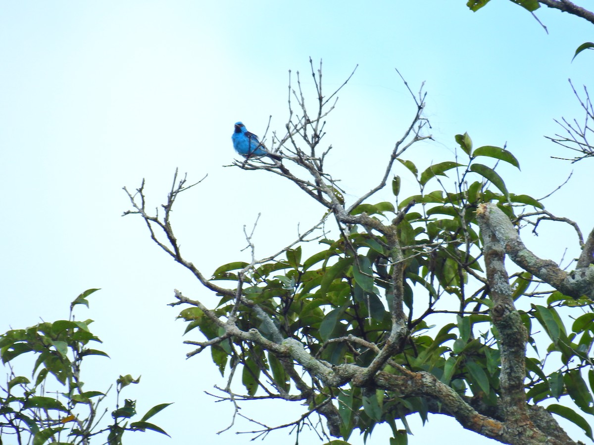 Blue Dacnis - ML615462396