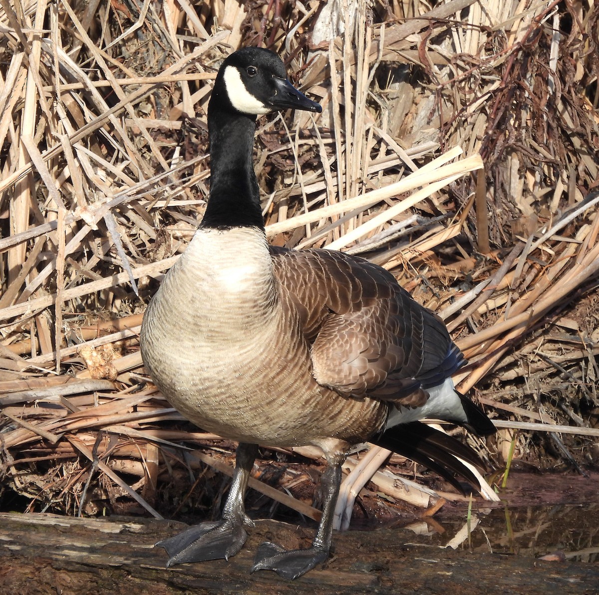 Canada Goose - Michelle Forte