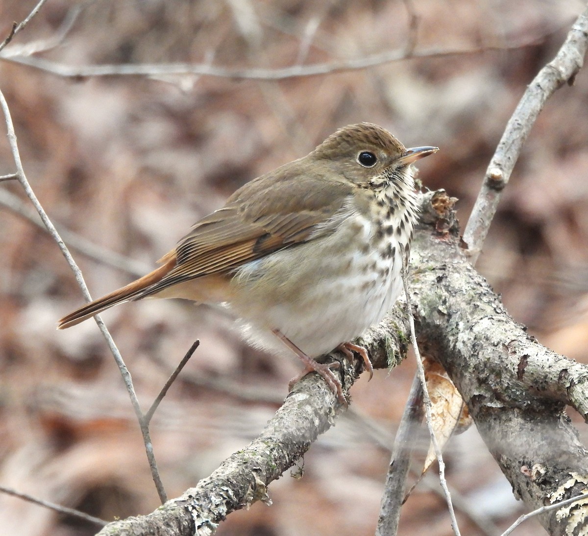 Hermit Thrush - Michelle Forte