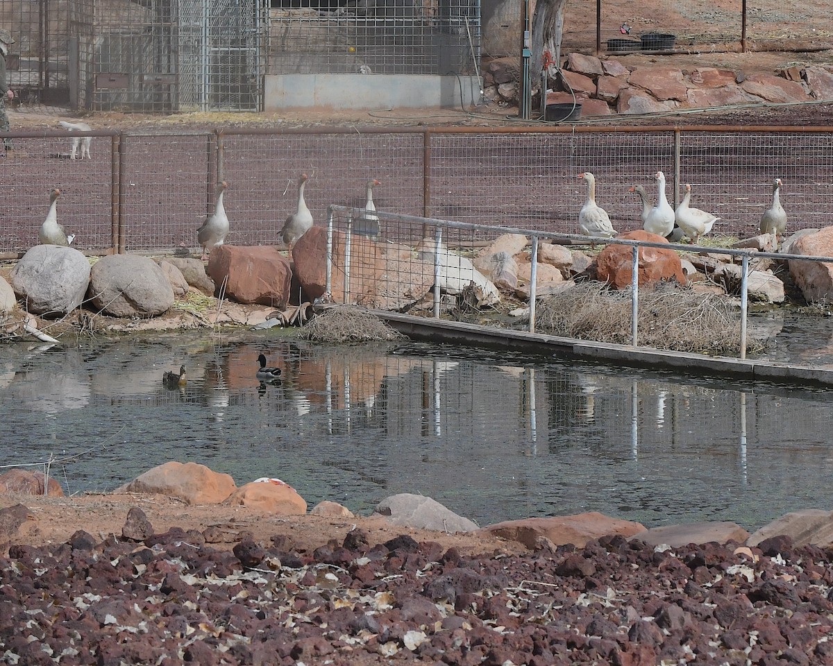 Domestic goose sp. (Domestic type) - ML615462446