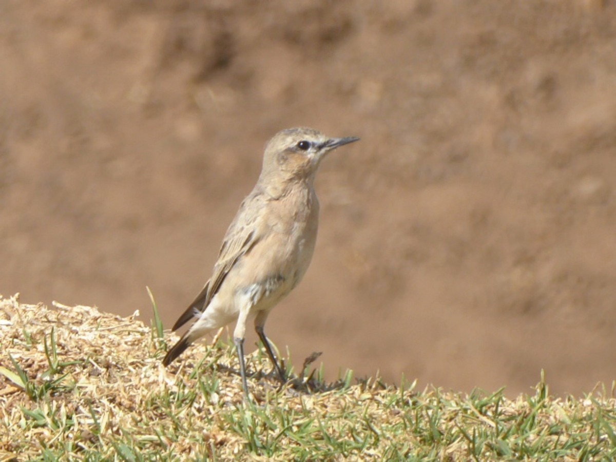 Isabelline Wheatear - ML615462450