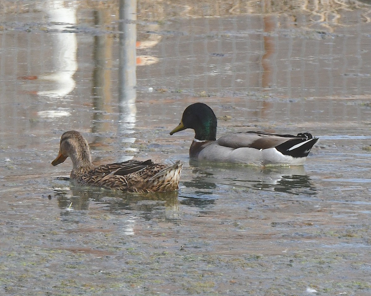 Mallard - Ted Wolff