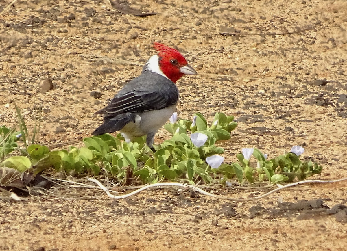 Red-crested Cardinal - Nancy Overholtz