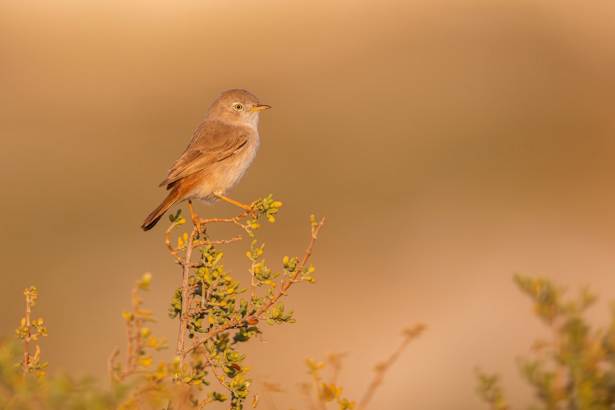 Asian Desert Warbler - ML615462573