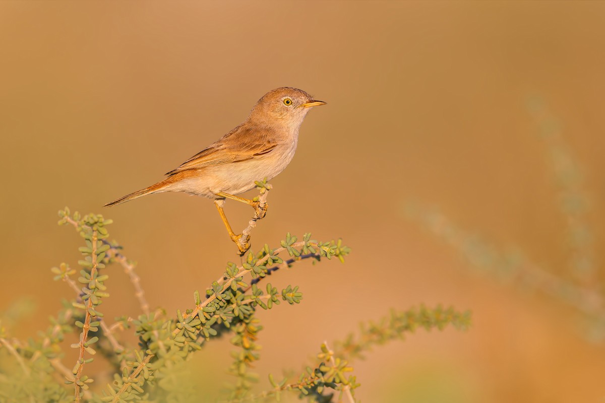 Asian Desert Warbler - ML615462574