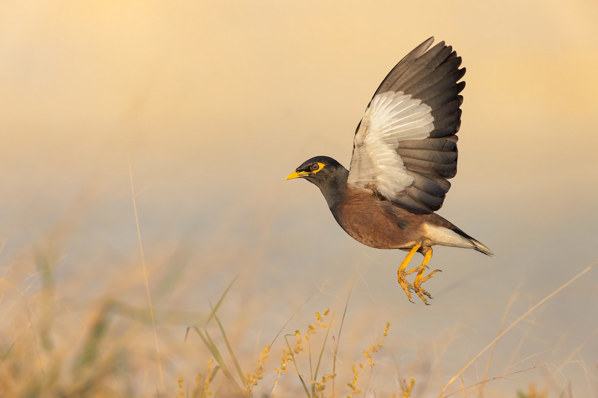 מיינה מצויה - ML615462580
