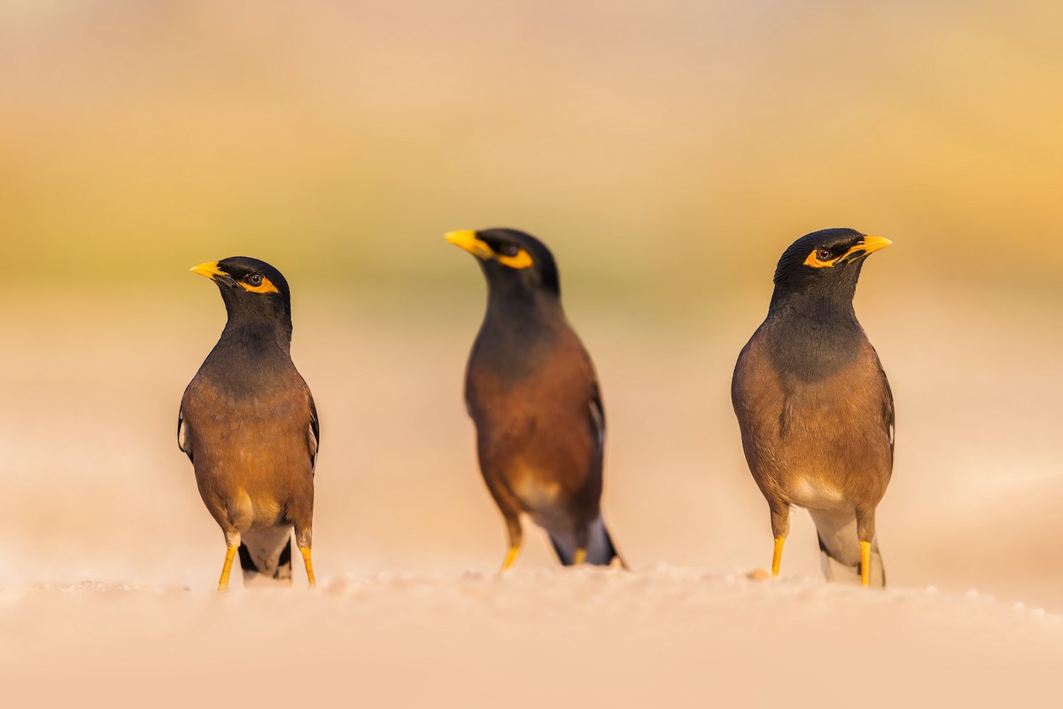Common Myna - ML615462581