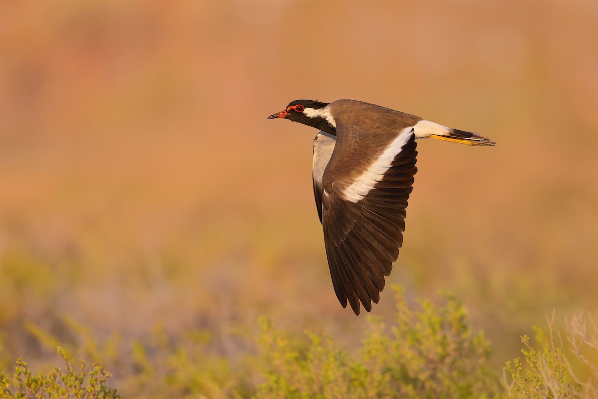 Red-wattled Lapwing - ML615462594