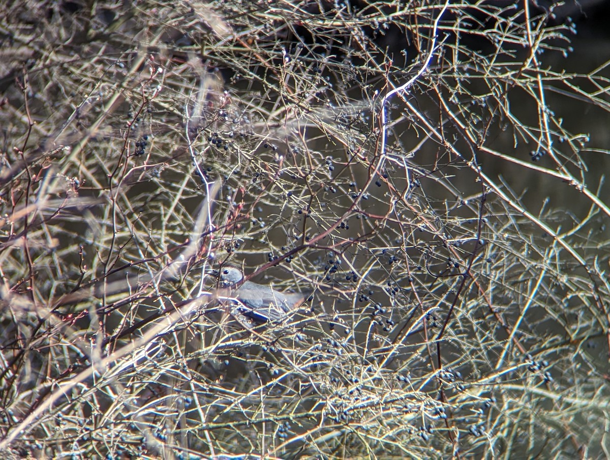 Gray Catbird - ML615462673