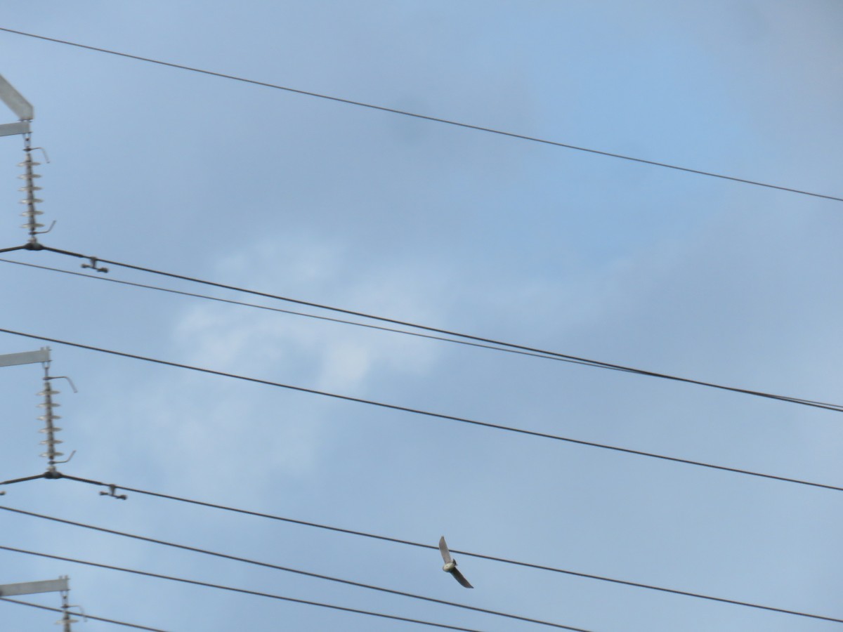 Eurasian Skylark - ML615462693