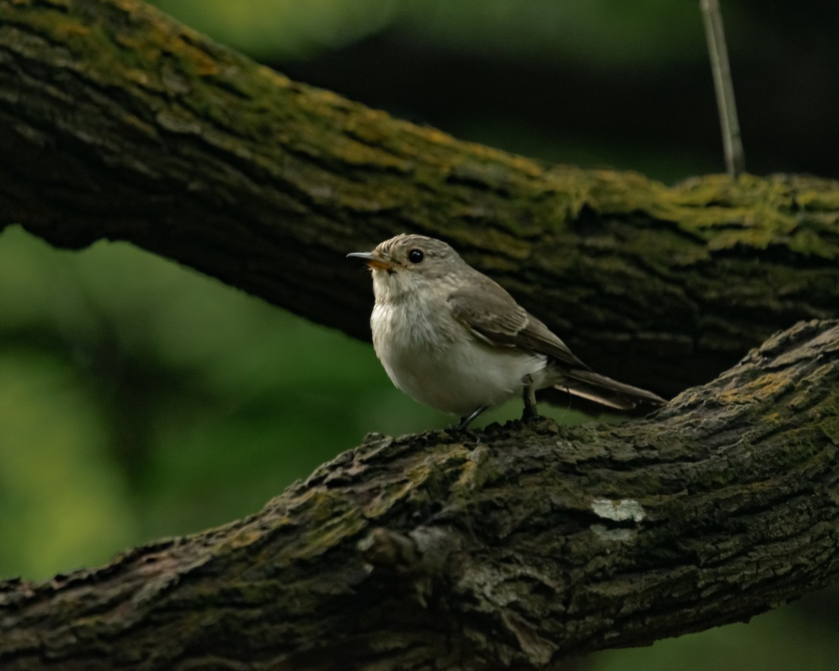 Spotted Flycatcher - ML615462740