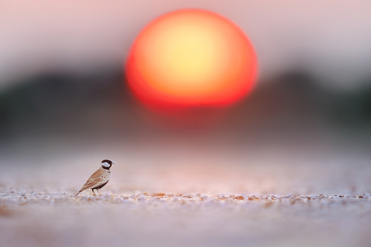 Black-crowned Sparrow-Lark - ML615462765