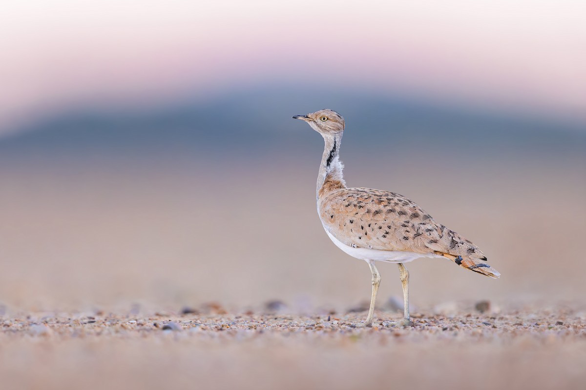 Asian Houbara - ML615462782