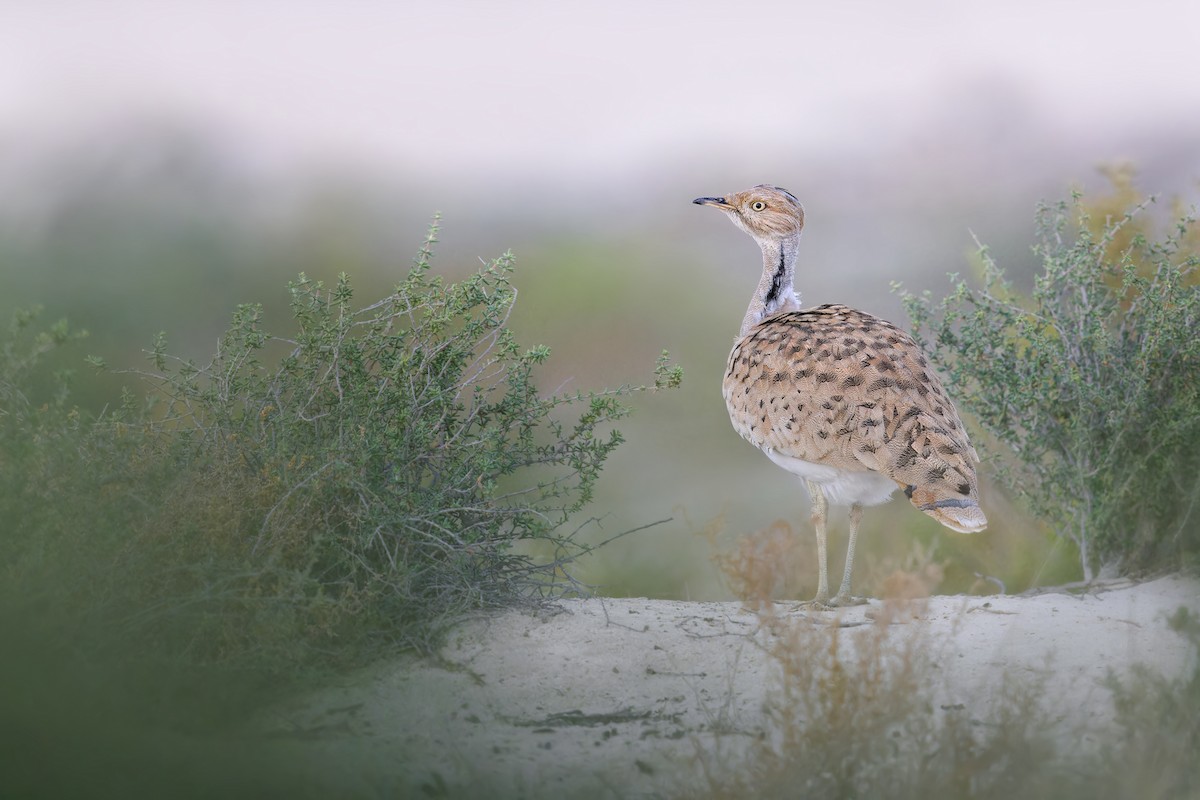 Asian Houbara - ML615462783