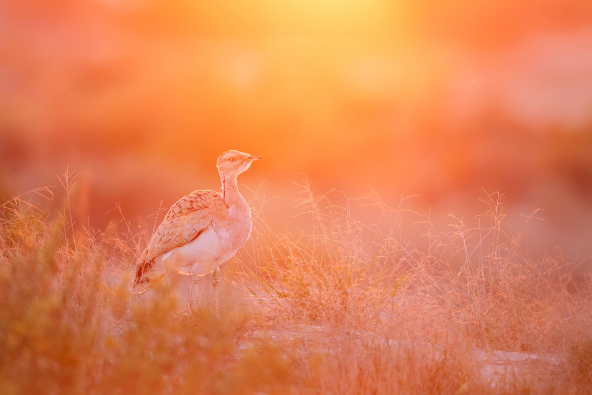 Macqueen's Bustard - ML615462784