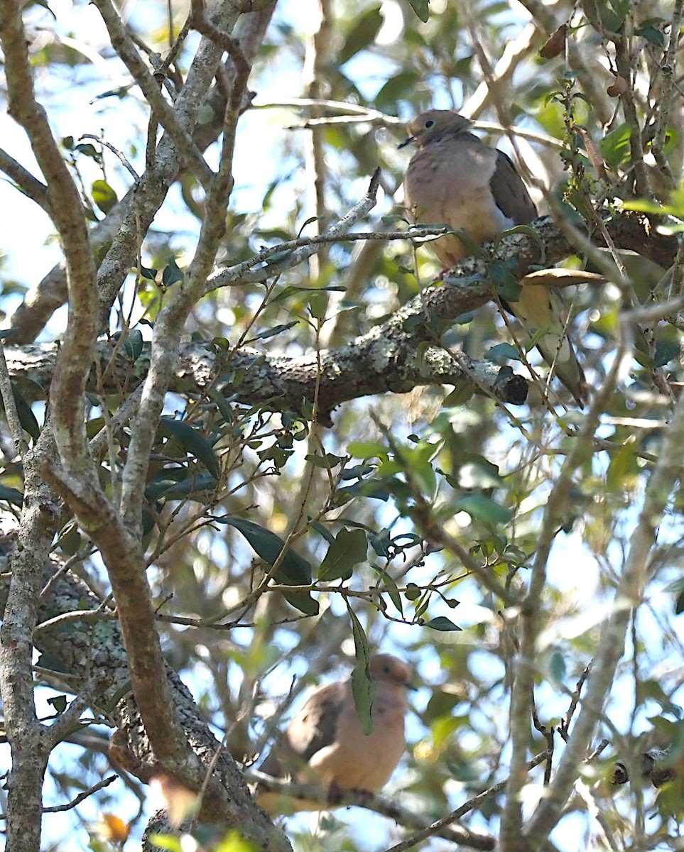 White-winged Dove - ML615462786