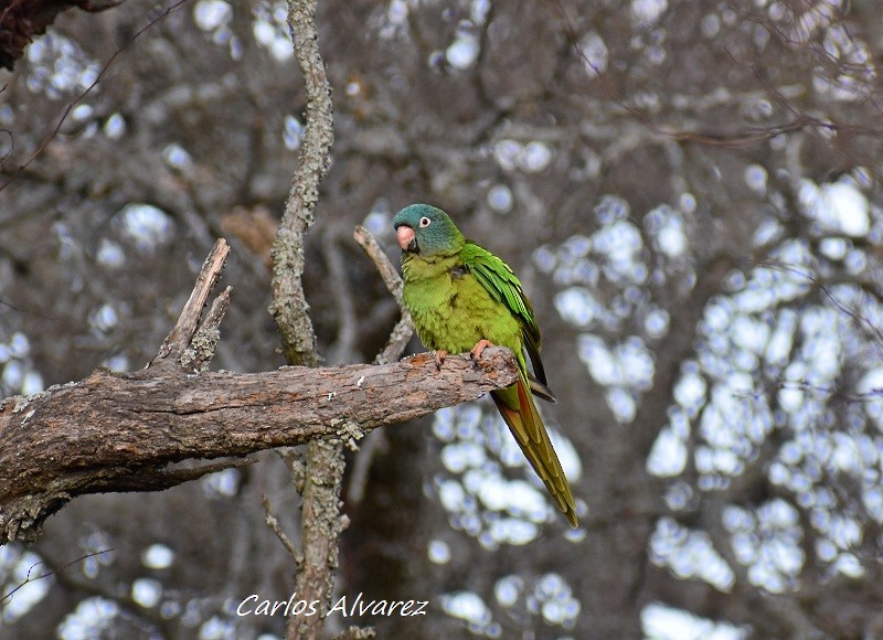 Blue-crowned Parakeet - ML615462797