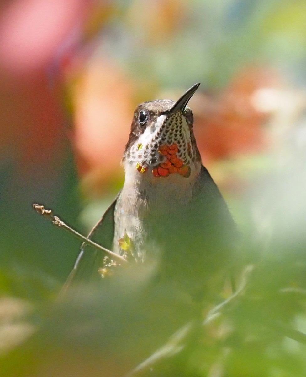 Ruby-throated Hummingbird - ML615462803