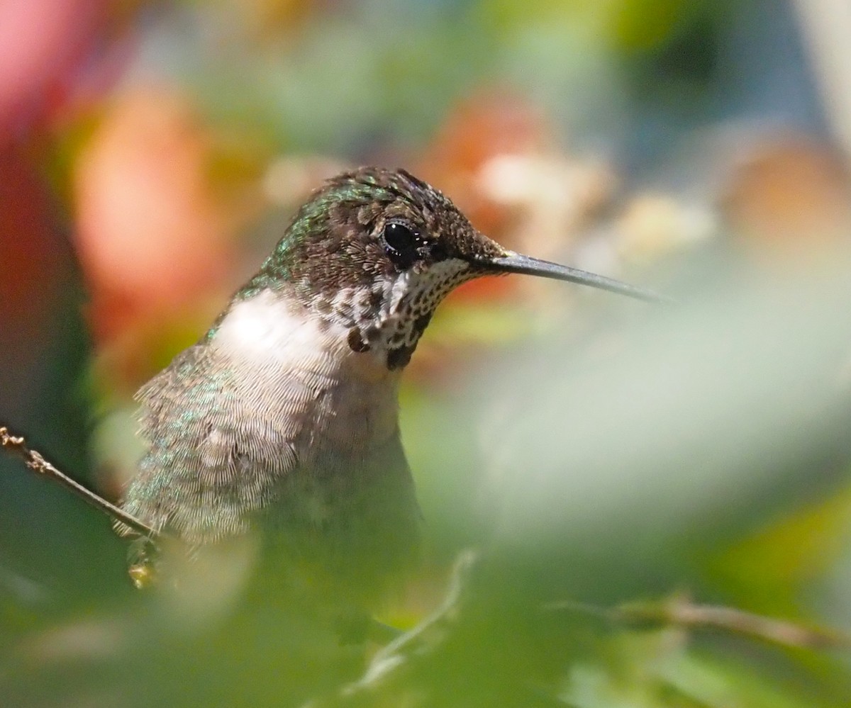 Ruby-throated Hummingbird - ML615462804
