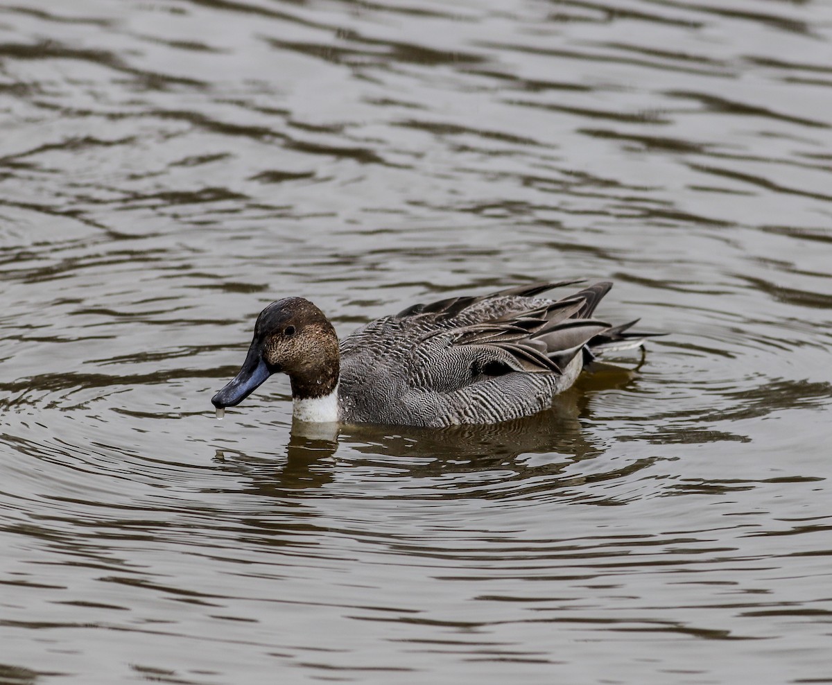 Northern Pintail - ML615462821