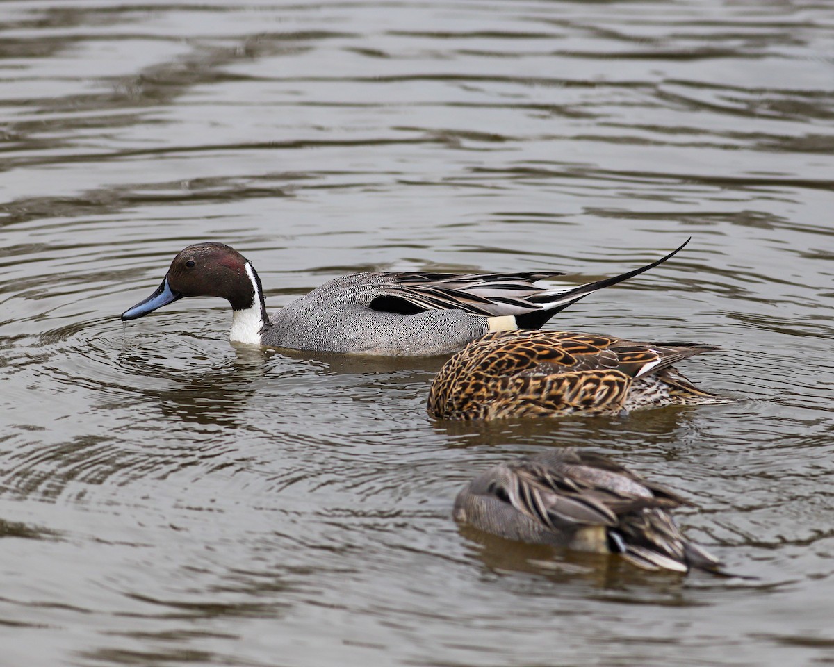 Northern Pintail - ML615462822