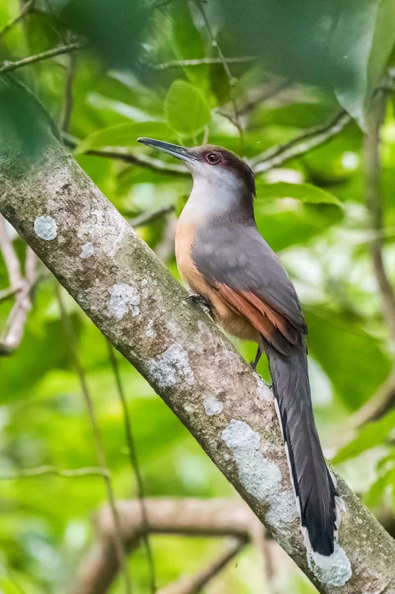 Jamaican Lizard-Cuckoo - ML615462829