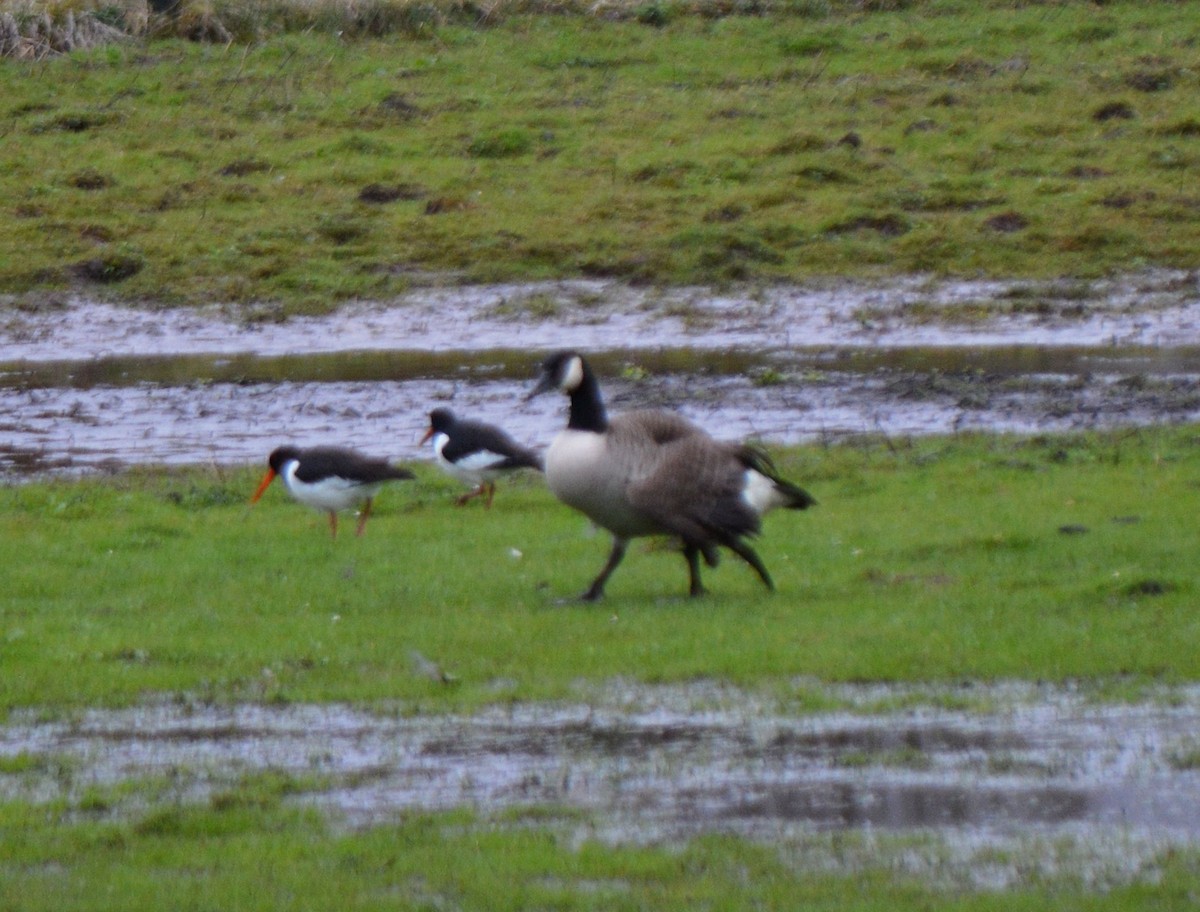 Eurasian Oystercatcher - ML615462892