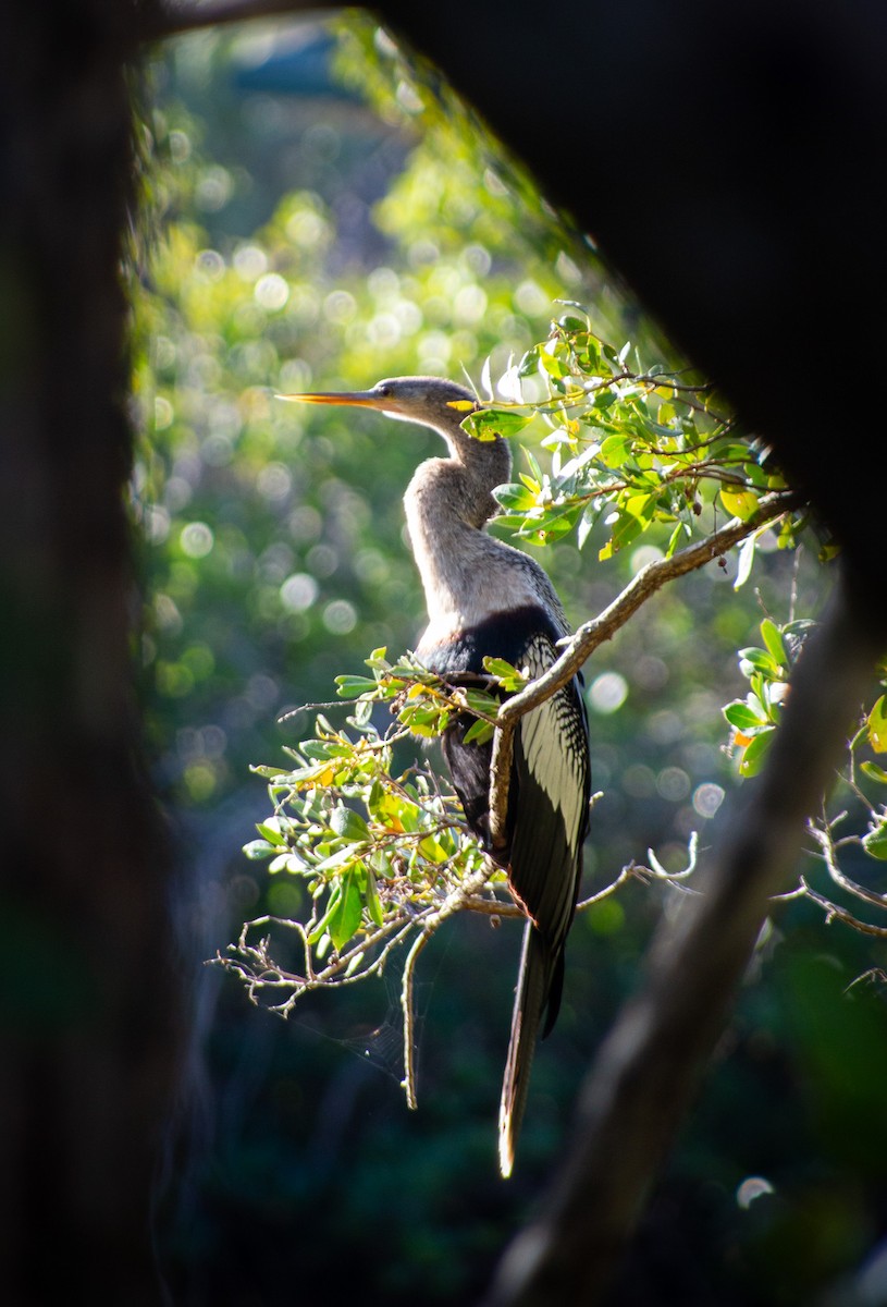 Anhinga Americana - ML615462904