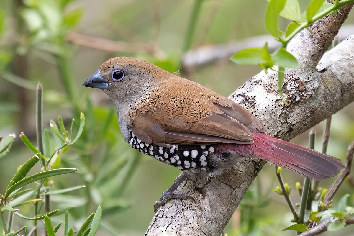 Pink-throated Twinspot - ML615462916