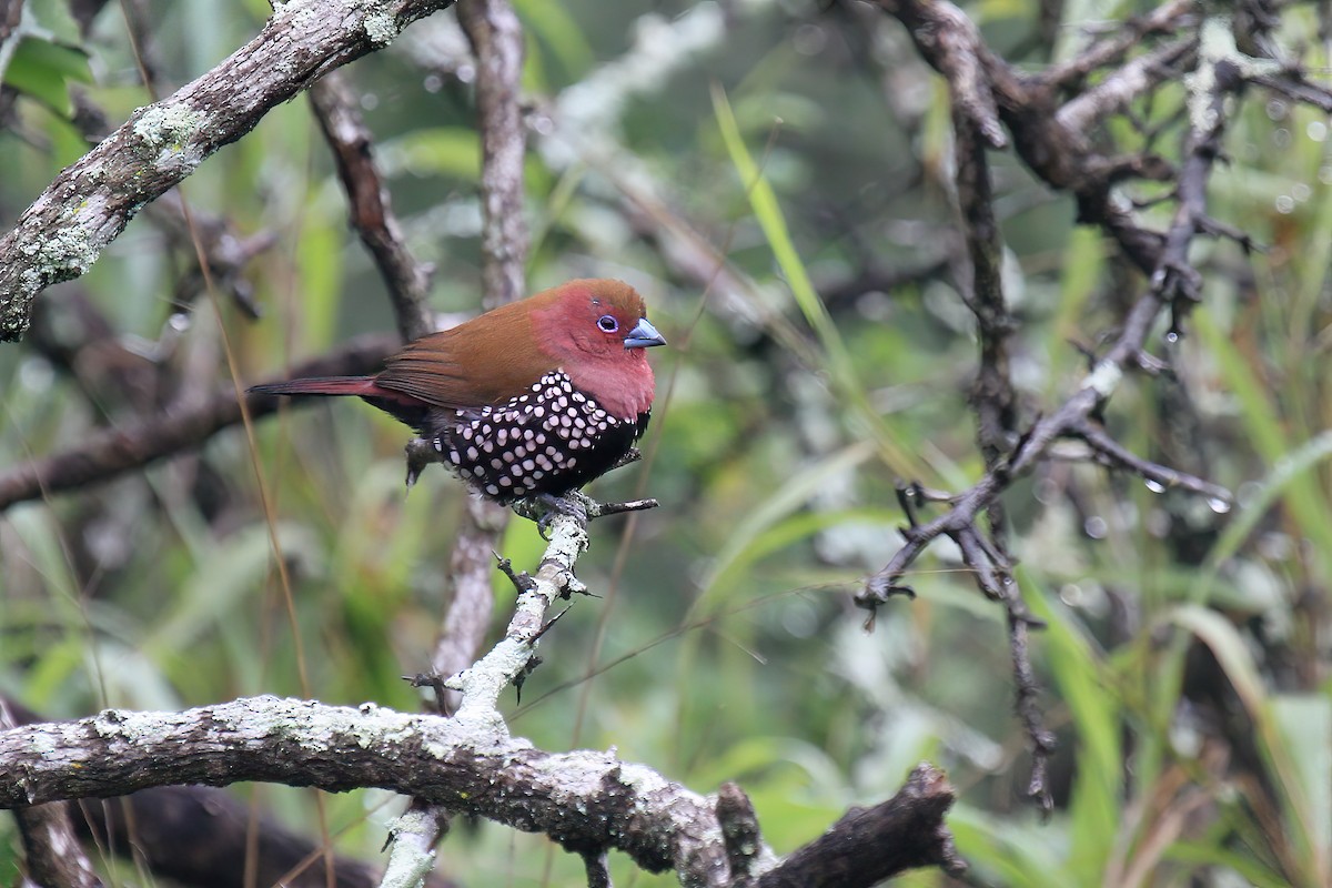 Pink-throated Twinspot - ML615462917