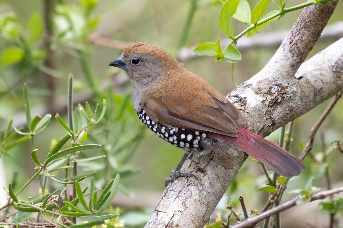 Pink-throated Twinspot - ML615462918