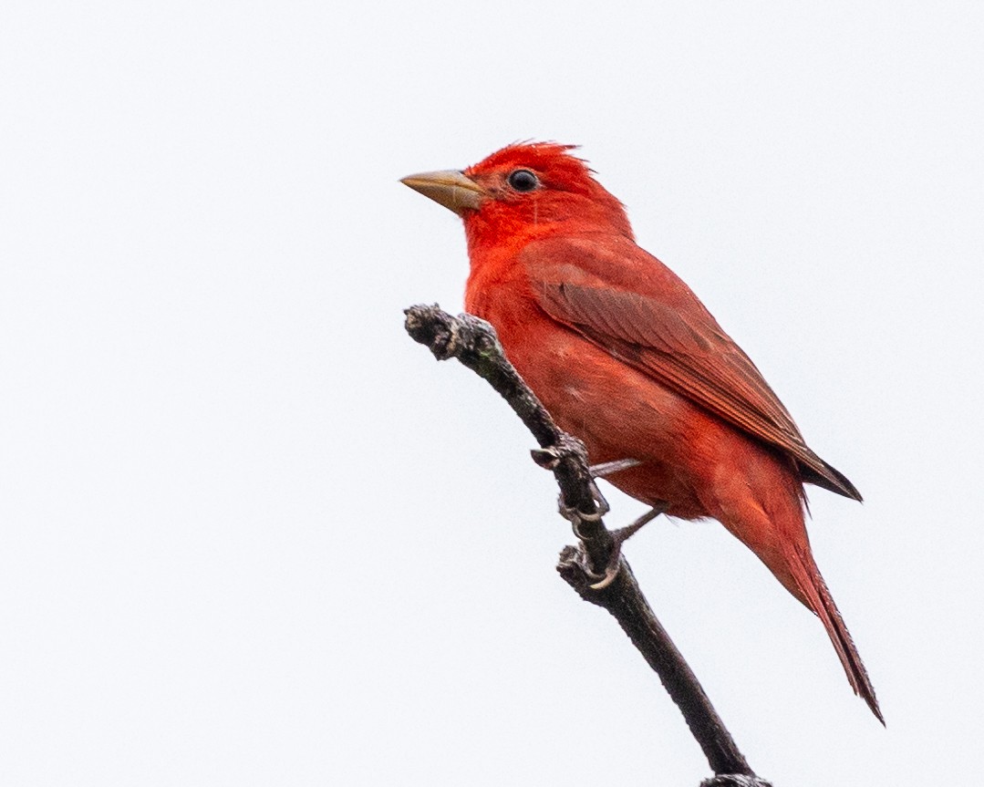 Summer Tanager - Else Karlsen