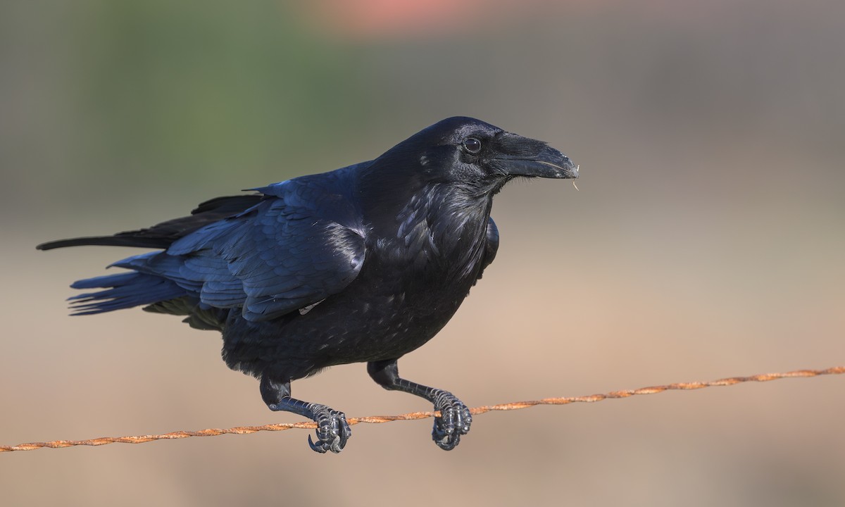 Common Raven - ML615462998