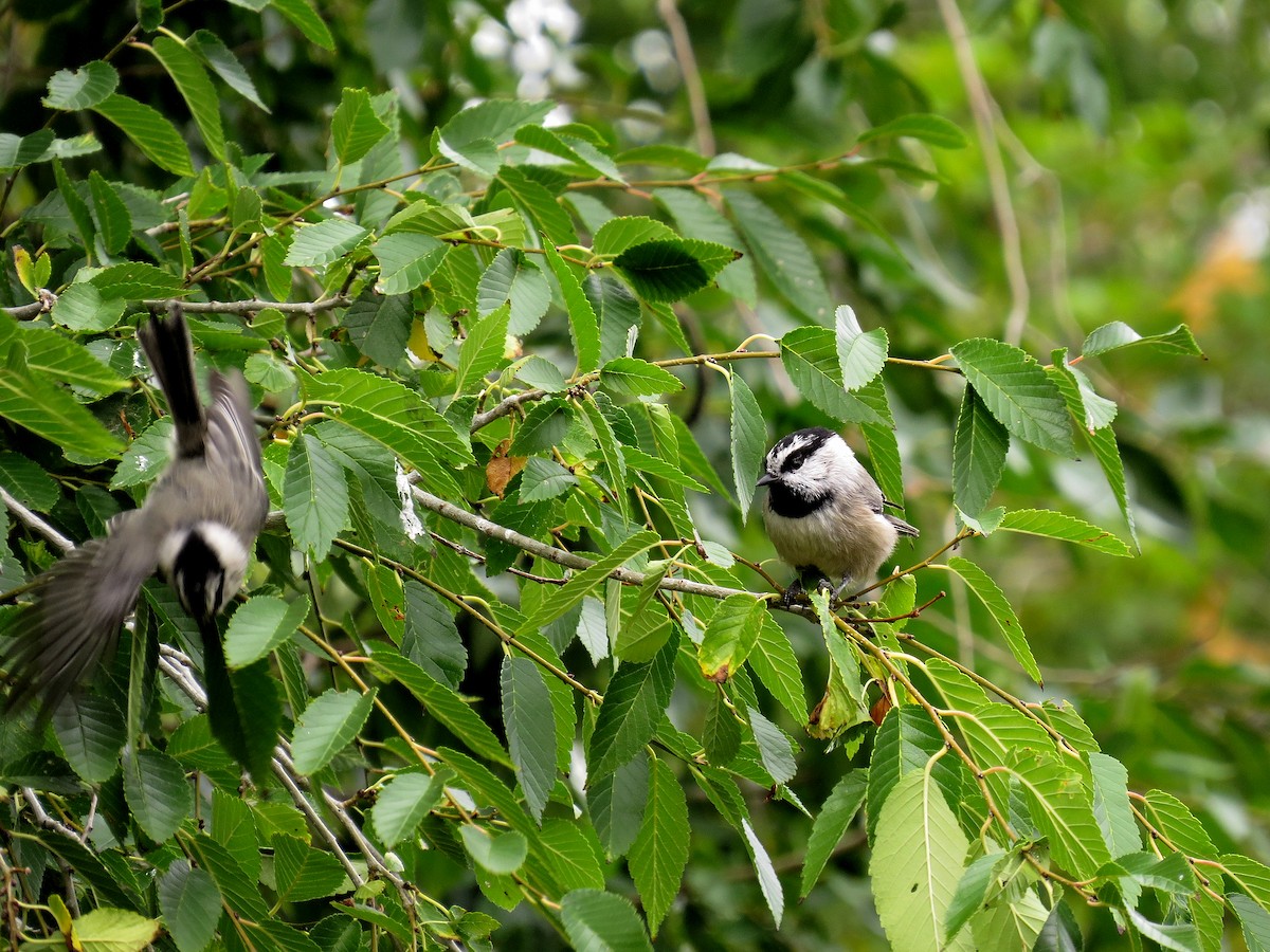 Mountain Chickadee - Steve Butterworth