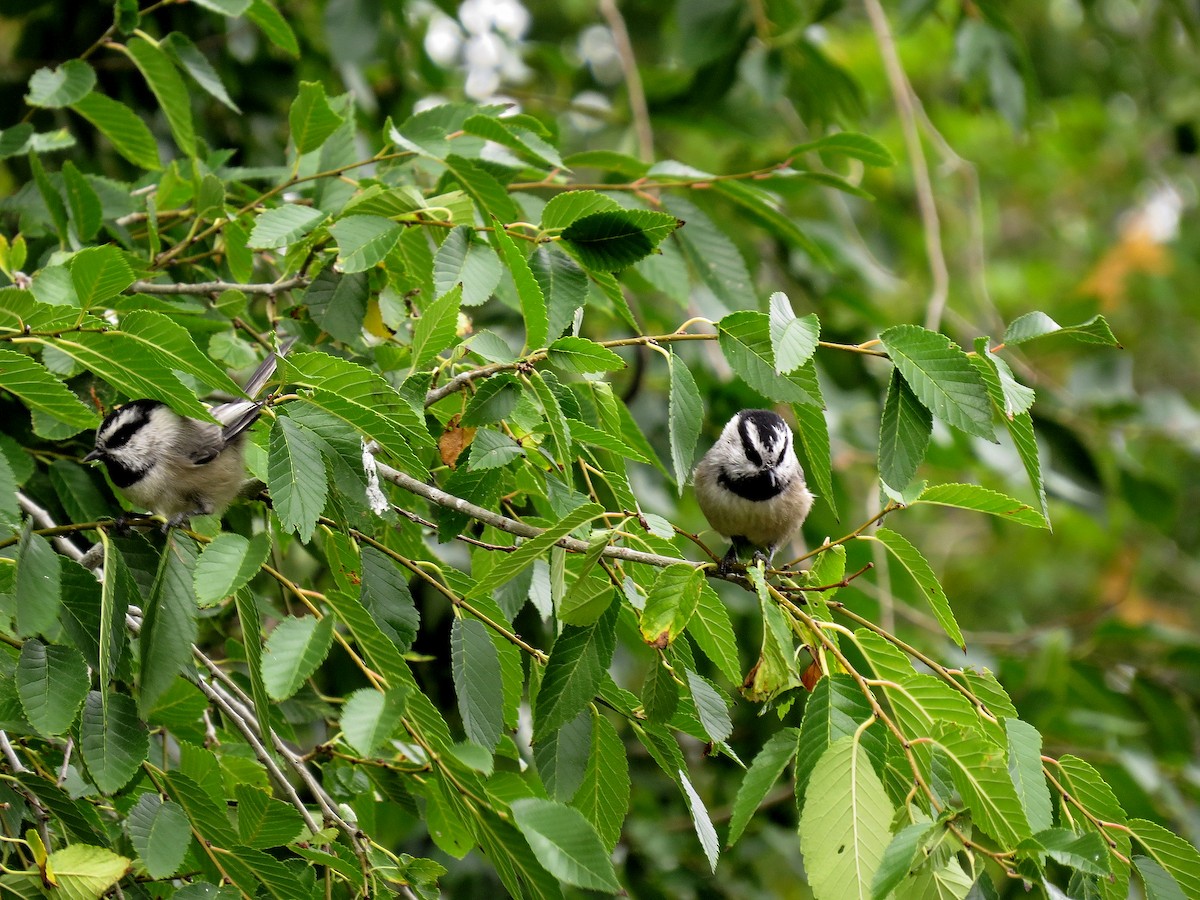 Mountain Chickadee - Steve Butterworth