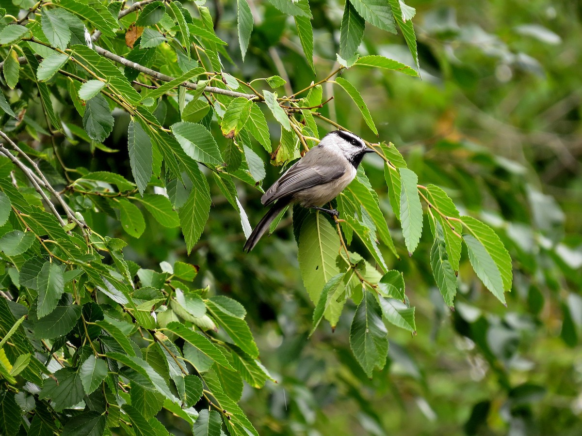 Mountain Chickadee - ML615463028