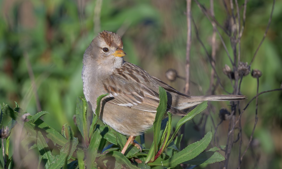 White-crowned Sparrow - Becky Matsubara